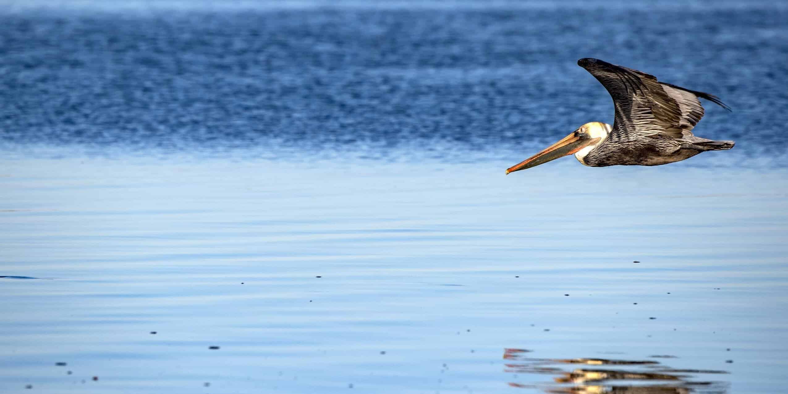 Pelican flying over the water